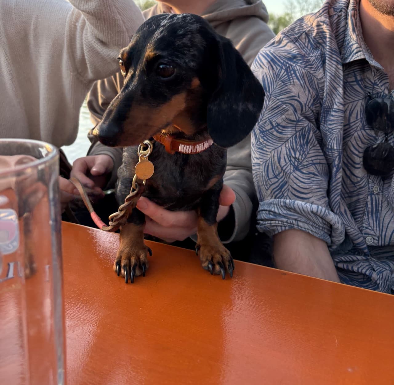 Ein Dackel unter einem Biergartentisch