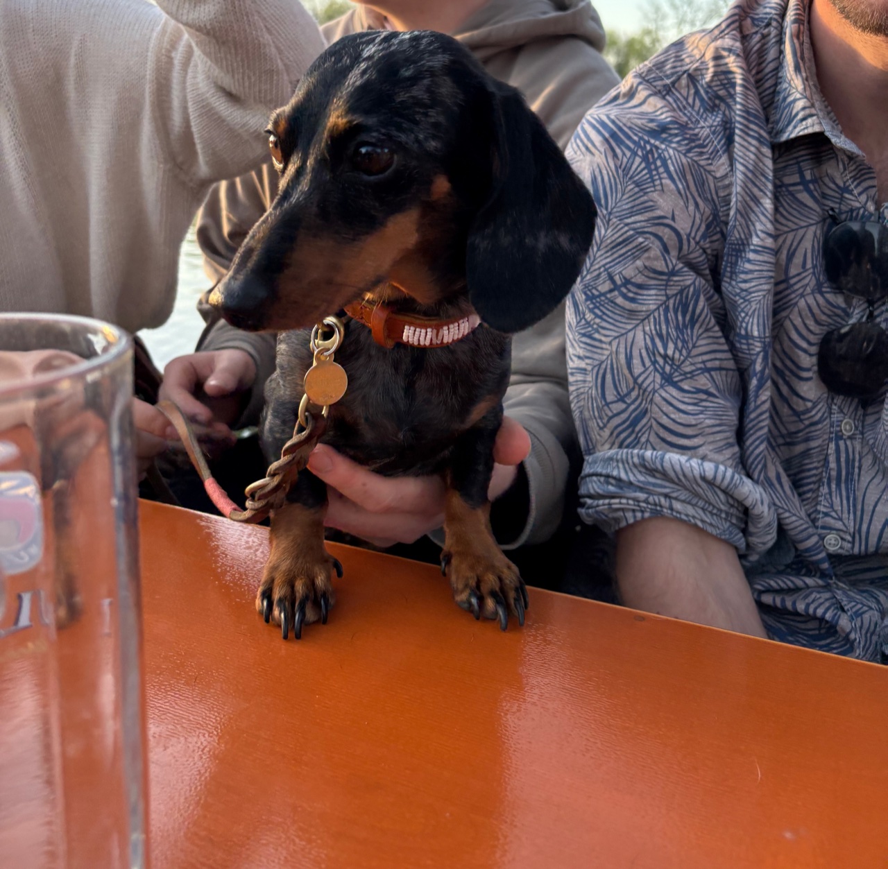 Dackel im Biergarten